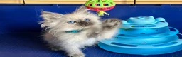 Ragdoll cats for sale: GCCF Ragdoll 🏆Champion Bloodline🌟5-Gen Pedigrees - Advert 28