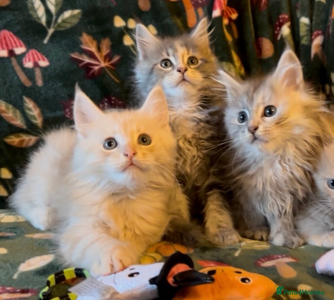 Maine Coon cats for sale: Maine Coon Kittens TICA  - Image 22