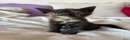 Mixed Breed cats for sale: 6 gorgeous kittens  - Advert 8