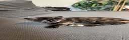 Mixed Breed cats for sale: Ginger male female mixed colours  - Advert 3