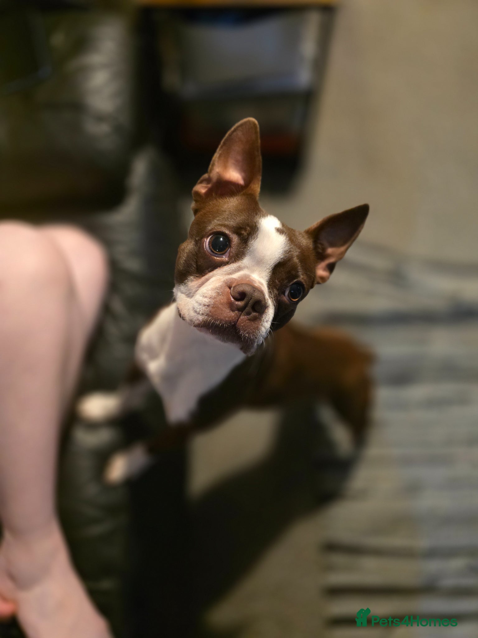 Boston Terrier dogs 🌸 Blossom's Beautiful Bostons 🌸  - Advert 14
