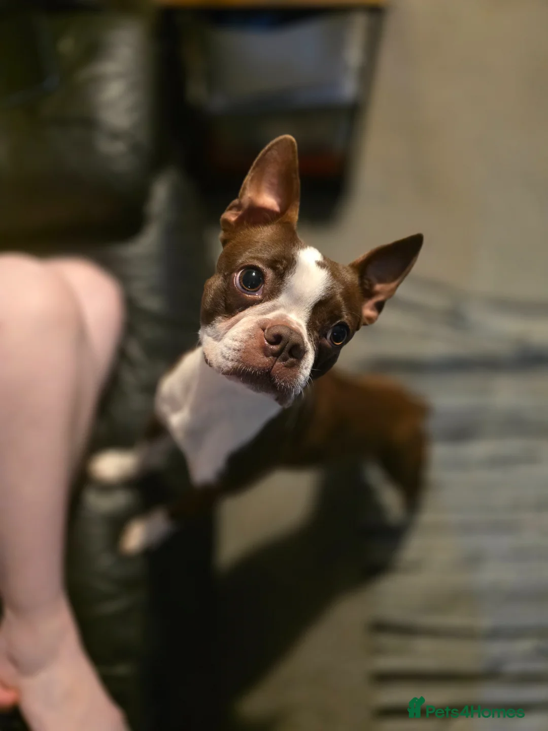 Boston Terrier dogs for sale: 🌸 Blossom's Beautiful Bostons 🌸  - Advert 1