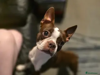 Boston Terrier dogs 🌸 Blossom's Beautiful Bostons 🌸 - Advert 6
