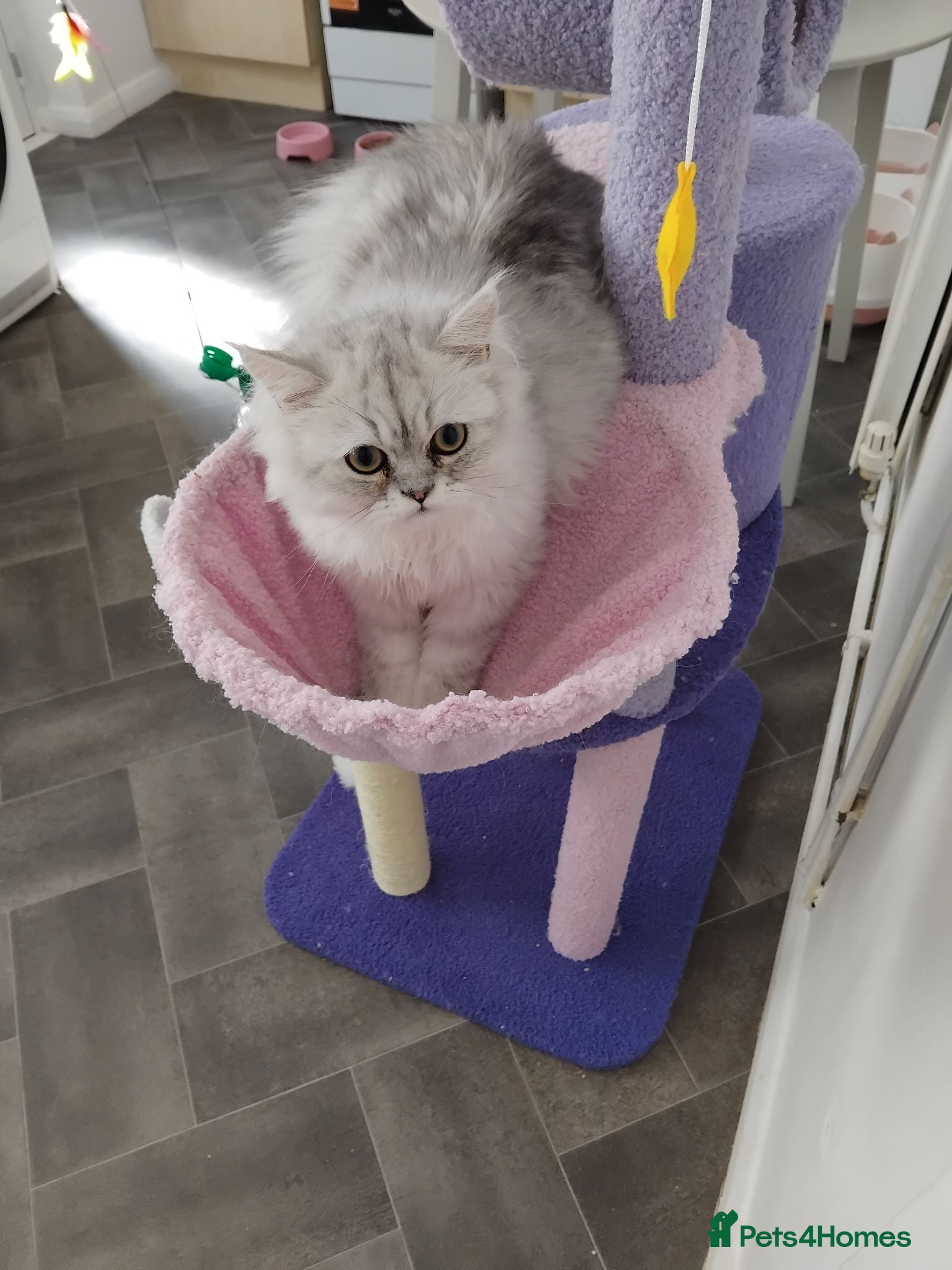 Persian cats Male persain kitten  - Advert 14