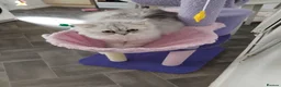 Persian cats for sale: Male persain kitten  - Advert 1