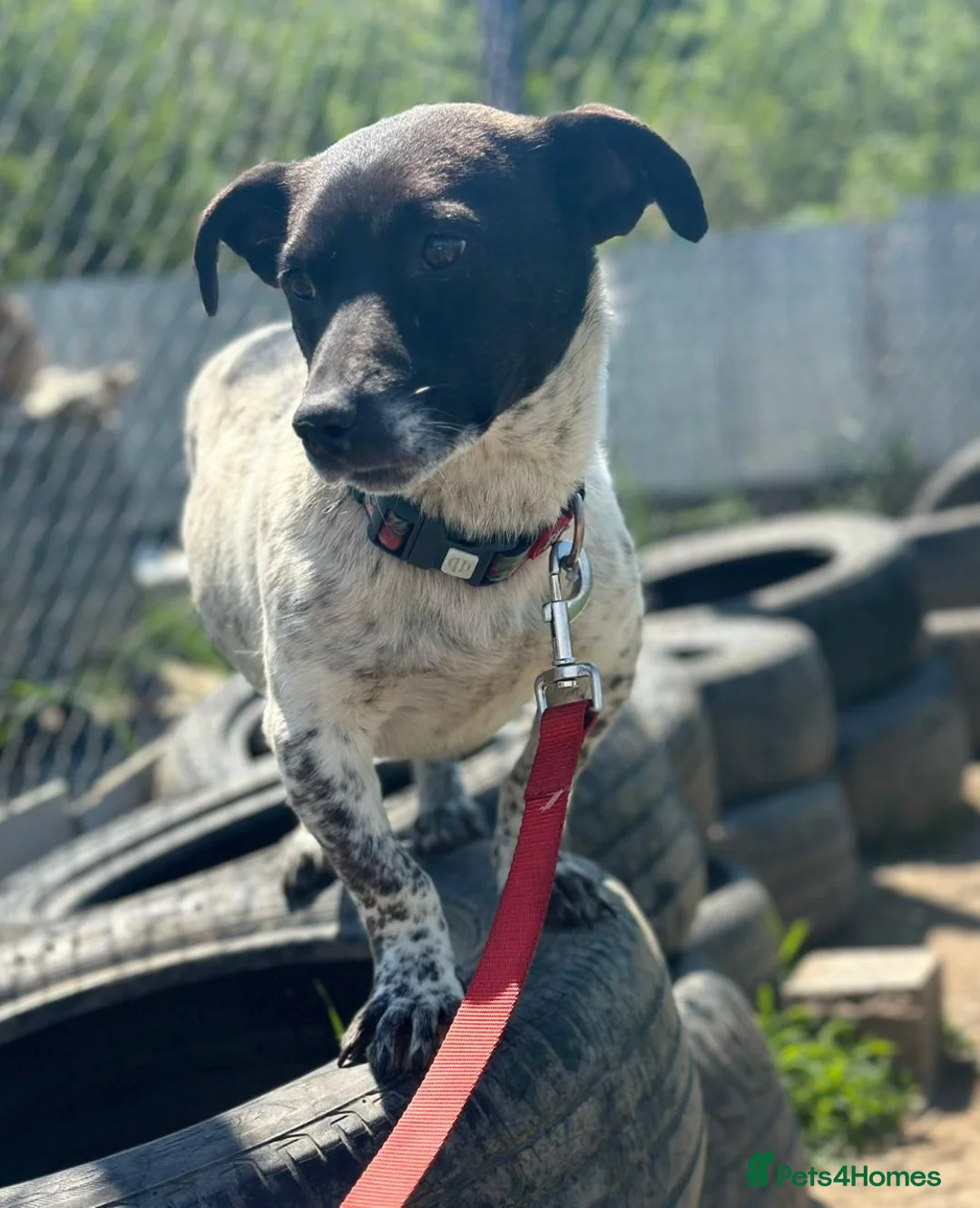 Mixed Breed dogs for adoption: 💙🐶 ATLAS – SMALL DOG, BIG LOVE FOR LIFE in Burton-on-Trent - Advert 2
