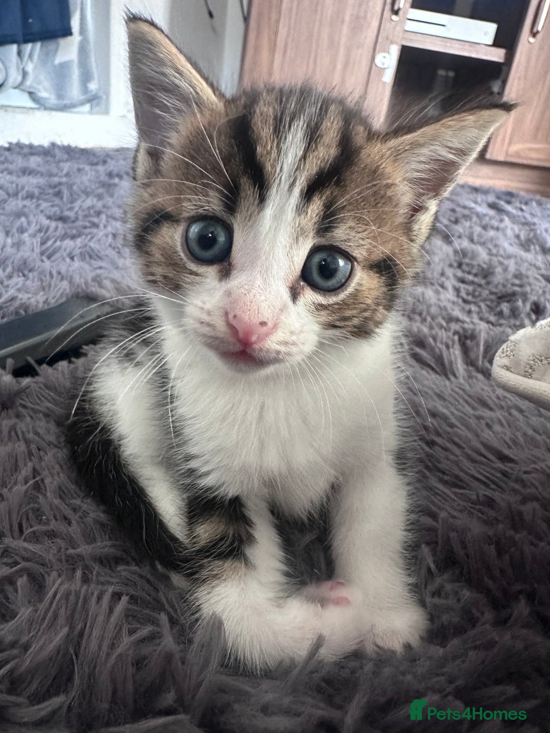 Mixed Breed cats for sale: Beautiful kittens  - Image 3