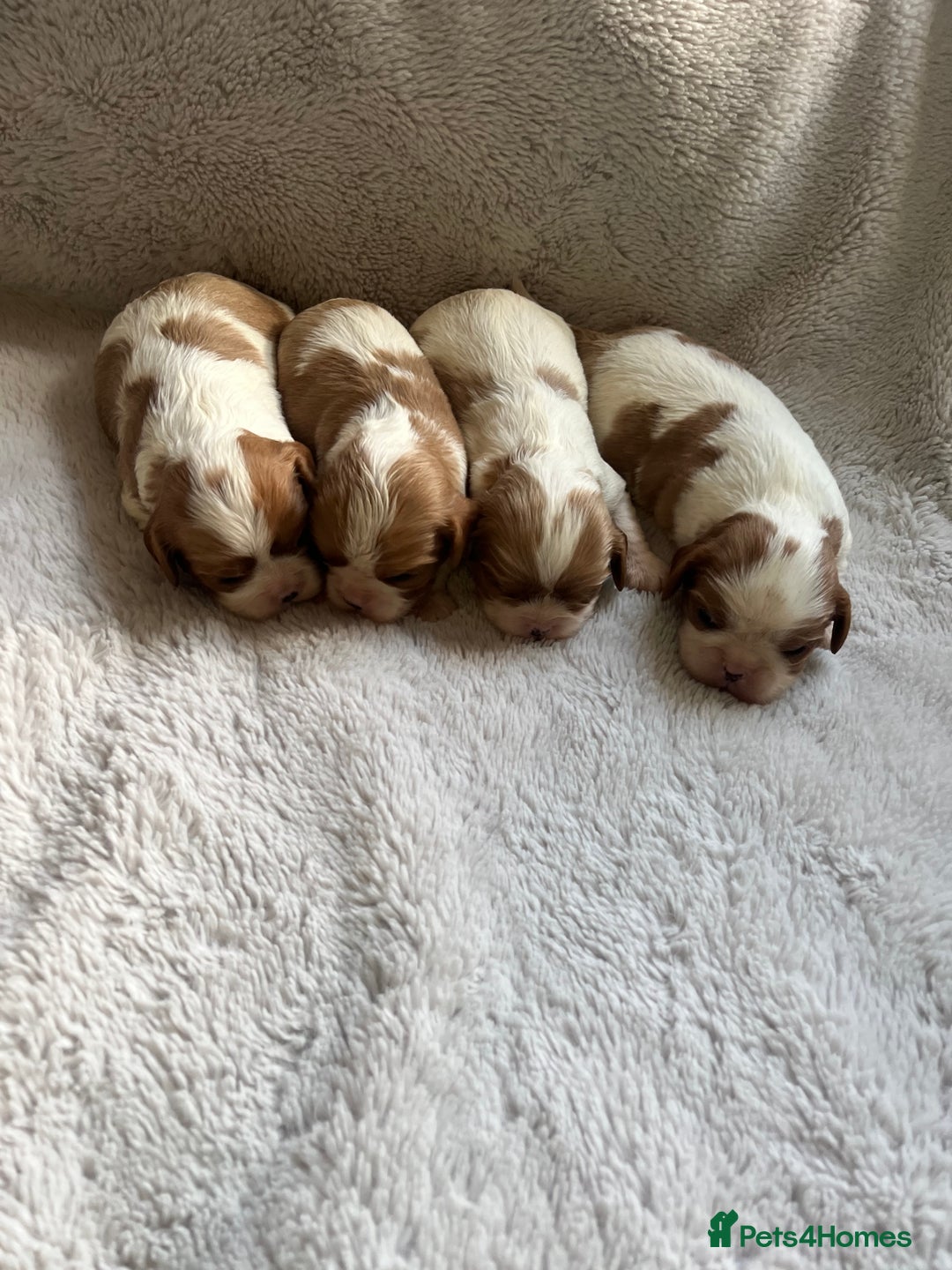 Cavalier King Charles Spaniel dogs for sale: Male and female available  - Advert 8