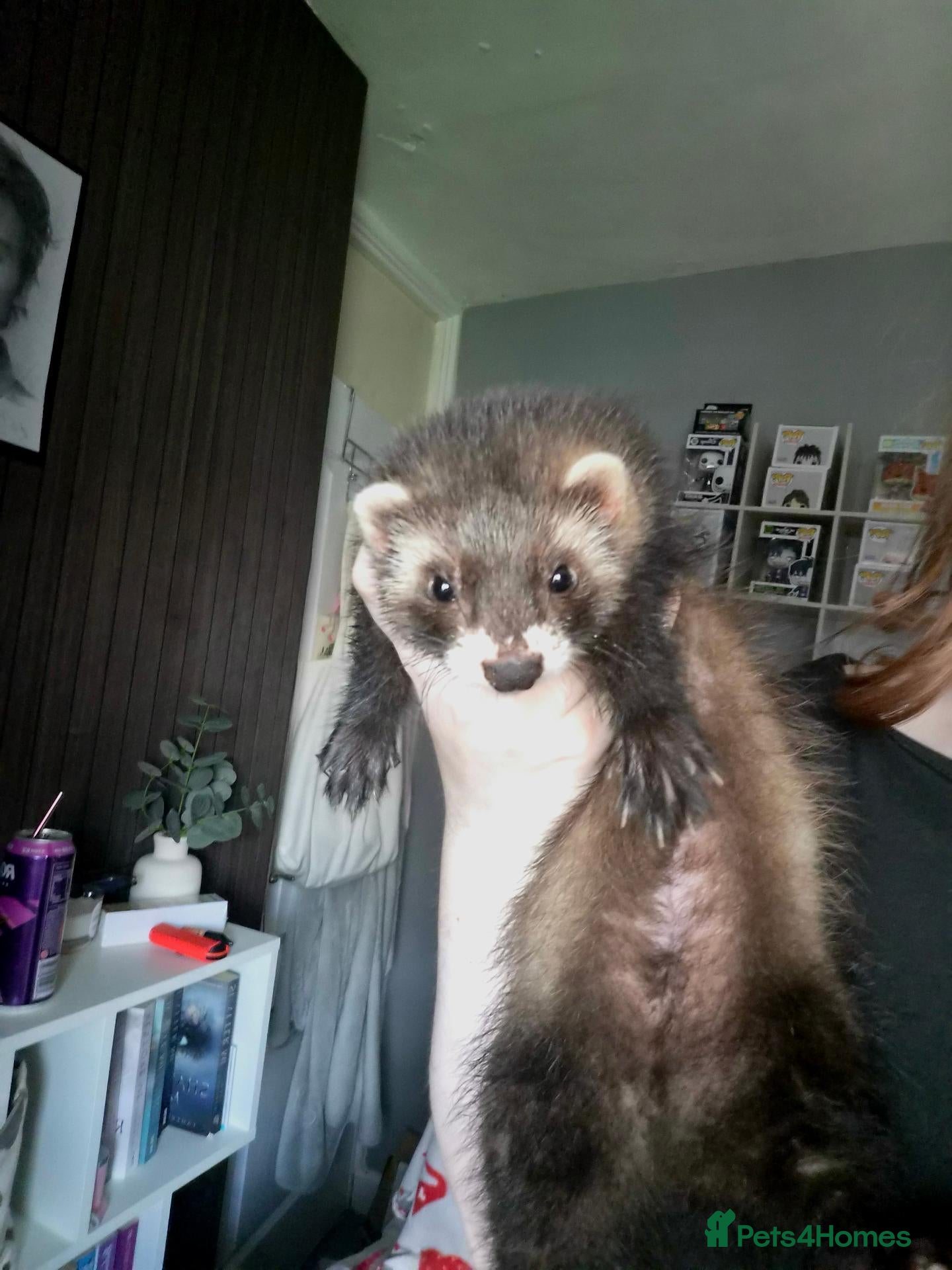 Ferret rodents 2 Male Part Angorra Hob Kits - Advert 5
