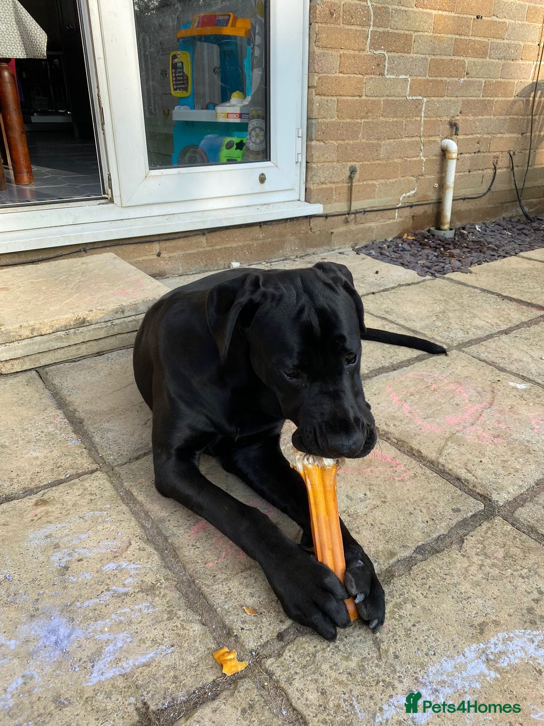 Cane Corso dogs for sale: 5year cane corso female  - Image 9