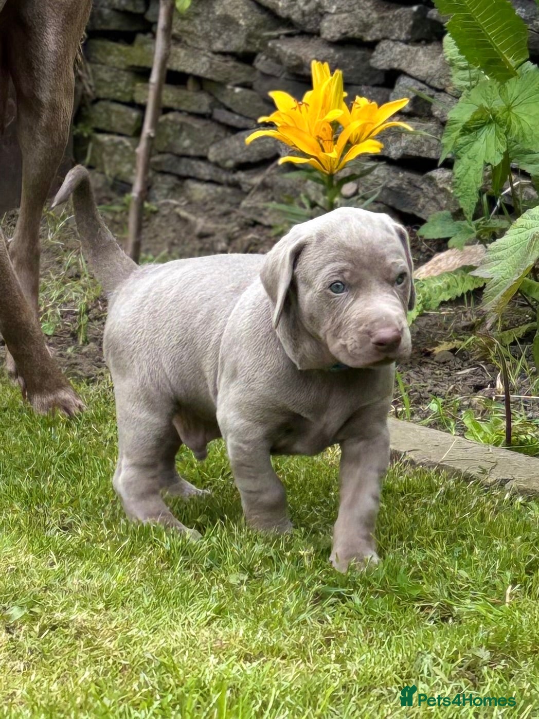 Mixed Breed dogs GRAY GHOST X DOBERMAN CHAMPION BLOODLINE PUPS - Advert 5