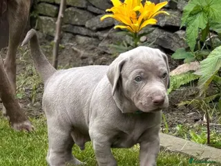 Mixed Breed dogs GRAY GHOST X DOBERMAN CHAMPION BLOODLINE PUPS - Advert 5