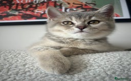 British Shorthair cats for sale: Espresso  - Image 6