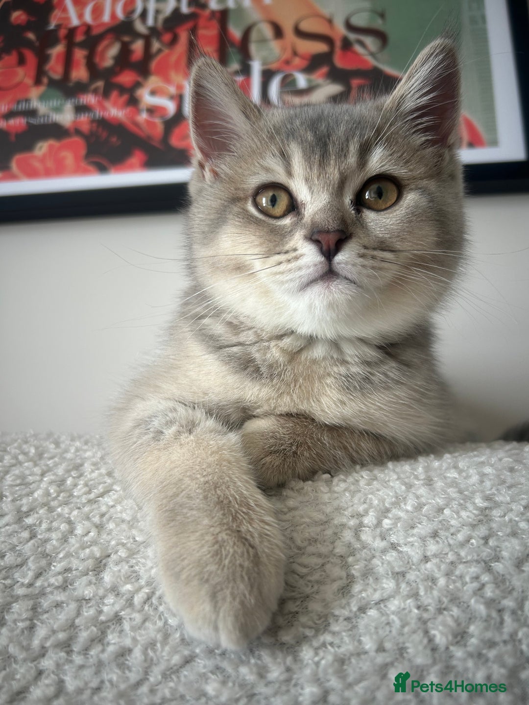 British Shorthair cats for sale: Espresso  - Image 6