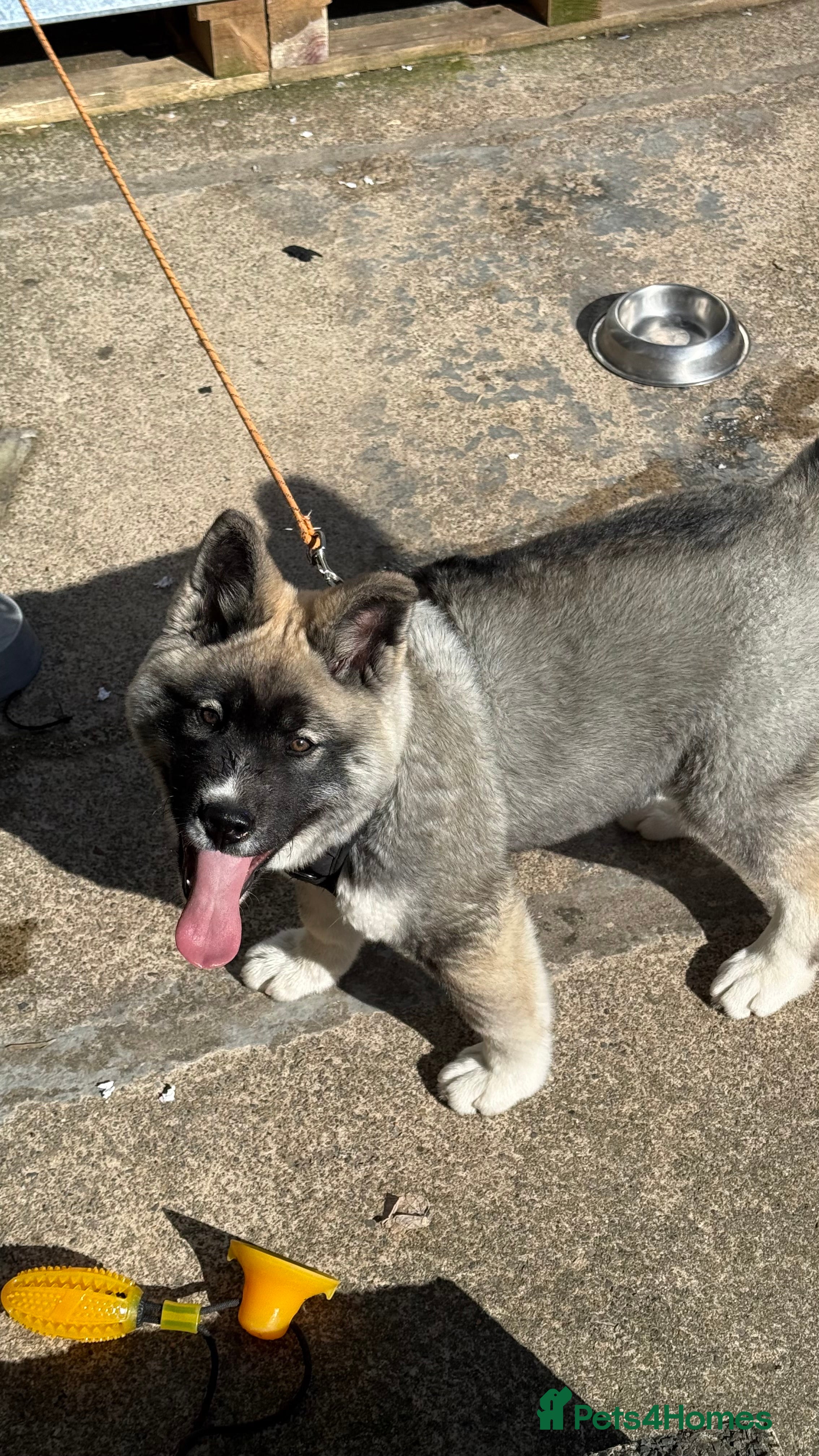 Akita dogs American Akita puppy  - Advert 17