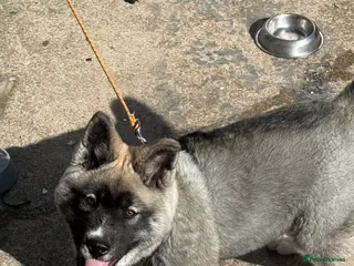 Akita dogs American Akita puppy - Advert 17