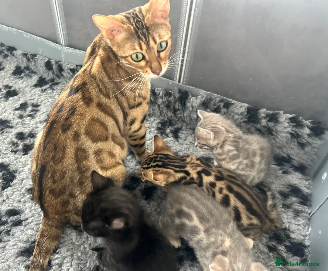Bengal cats for sale: Beautiful Litter of Bengal Kittens - TICA Reg - Advert 35