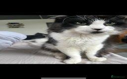 Mixed Breed cats for sale: Gorgeous brother and sister for sale - Image 7