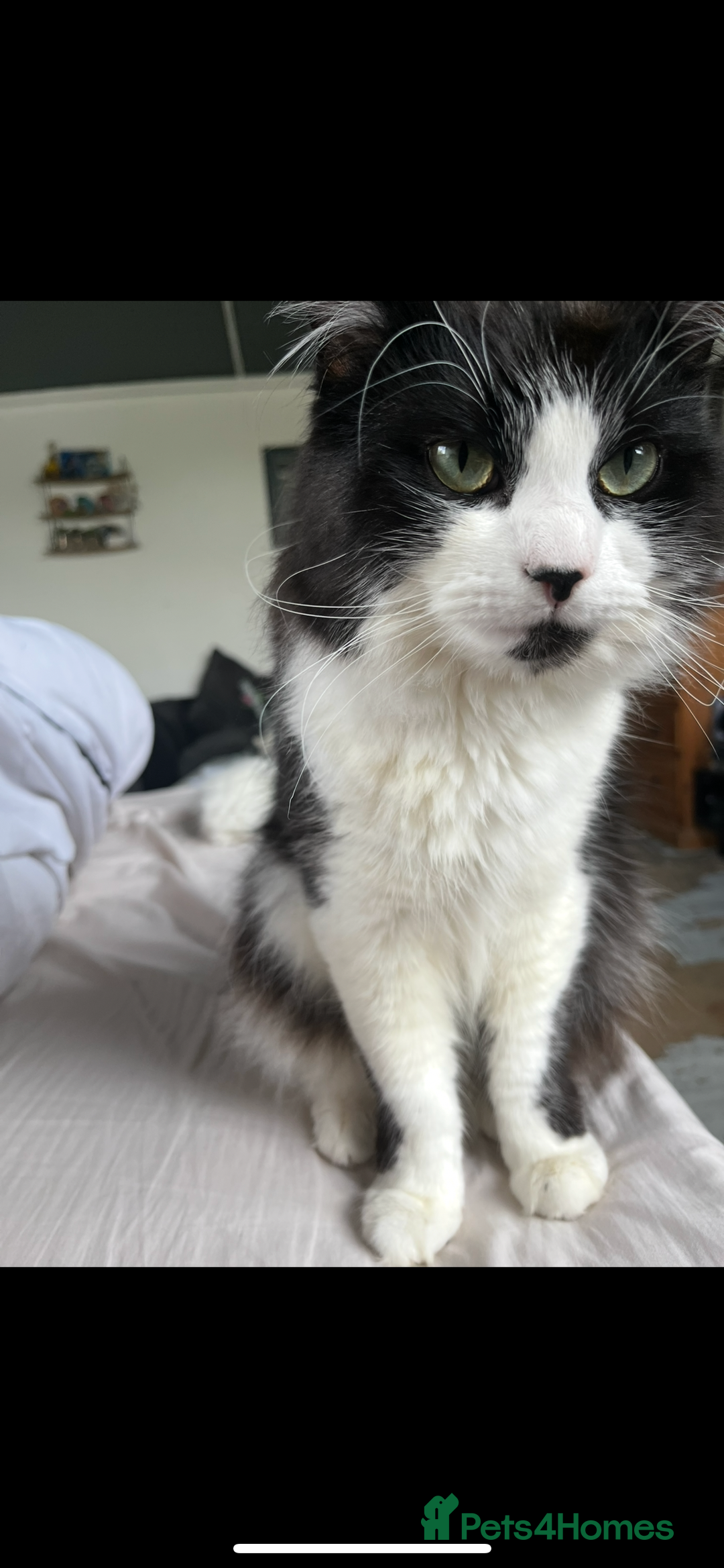 Mixed Breed cats for sale: Gorgeous brother and sister for sale - Image 7