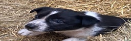 Border Collie dogs for sale: Border Collie pups for sale - Advert 13