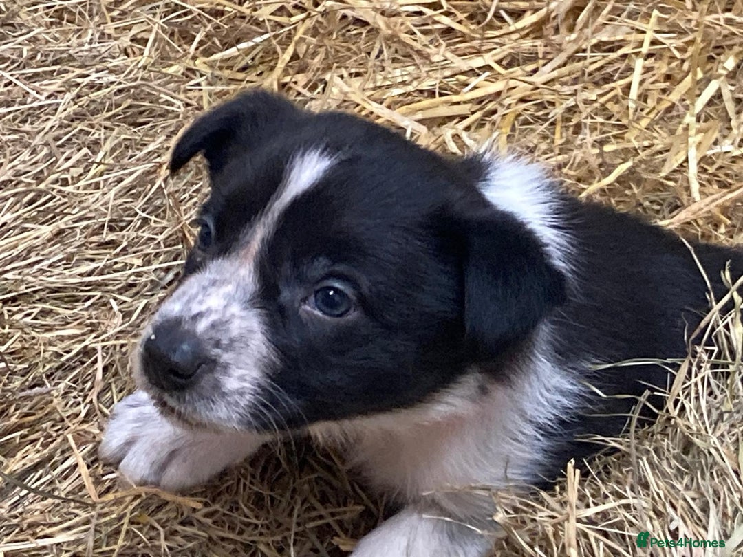 Border Collie dogs for sale: Border Collie pups for sale - Advert 13