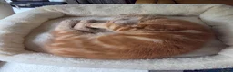 Domestic Shorthair cats for sale: Playful ginger boy,  - Advert 15