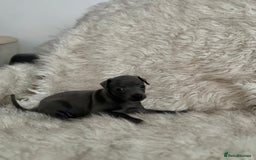 Italian Greyhound dogs for sale: Beautiful Italian greyhounds - Polish Bloodlines - Image 4