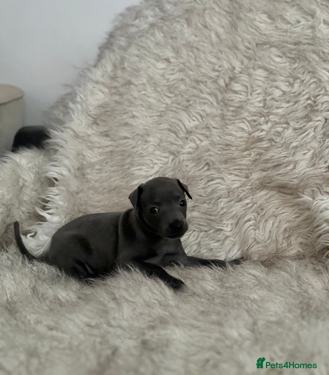 Italian Greyhound dogs for sale: Beautiful Italian greyhounds - Polish Bloodlines - Image 4
