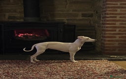 Italian Greyhound dogs for sale: Pedigree KC Reg Italian Greyhounds Champion lines in Durham - Image 21
