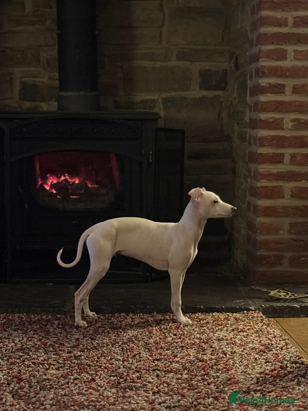 Italian Greyhound dogs for sale: Pedigree KC Reg Italian Greyhounds Champion lines in Durham - Image 21