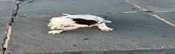 Dalmatian dogs for sale: Dalmatian beautiful - Advert 15