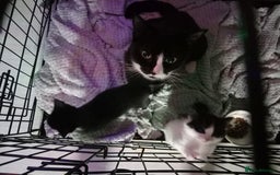 Mixed Breed cats for sale: Kittens  - Image 5