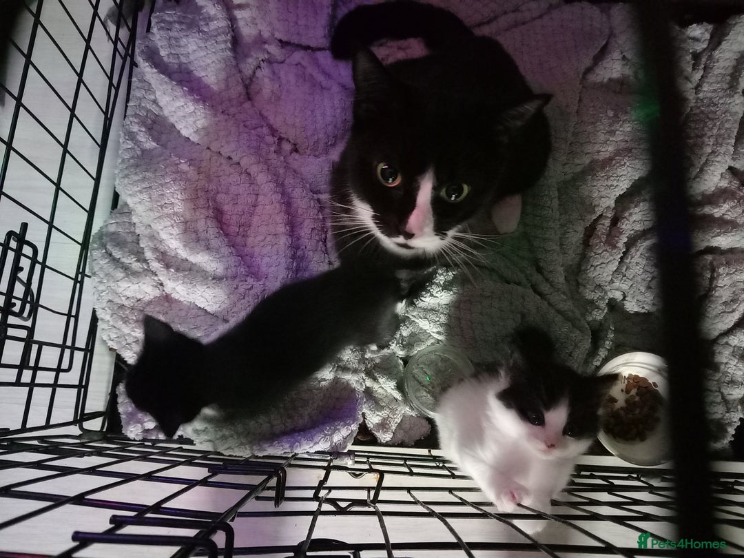 Mixed Breed cats for sale: Kittens  - Image 5