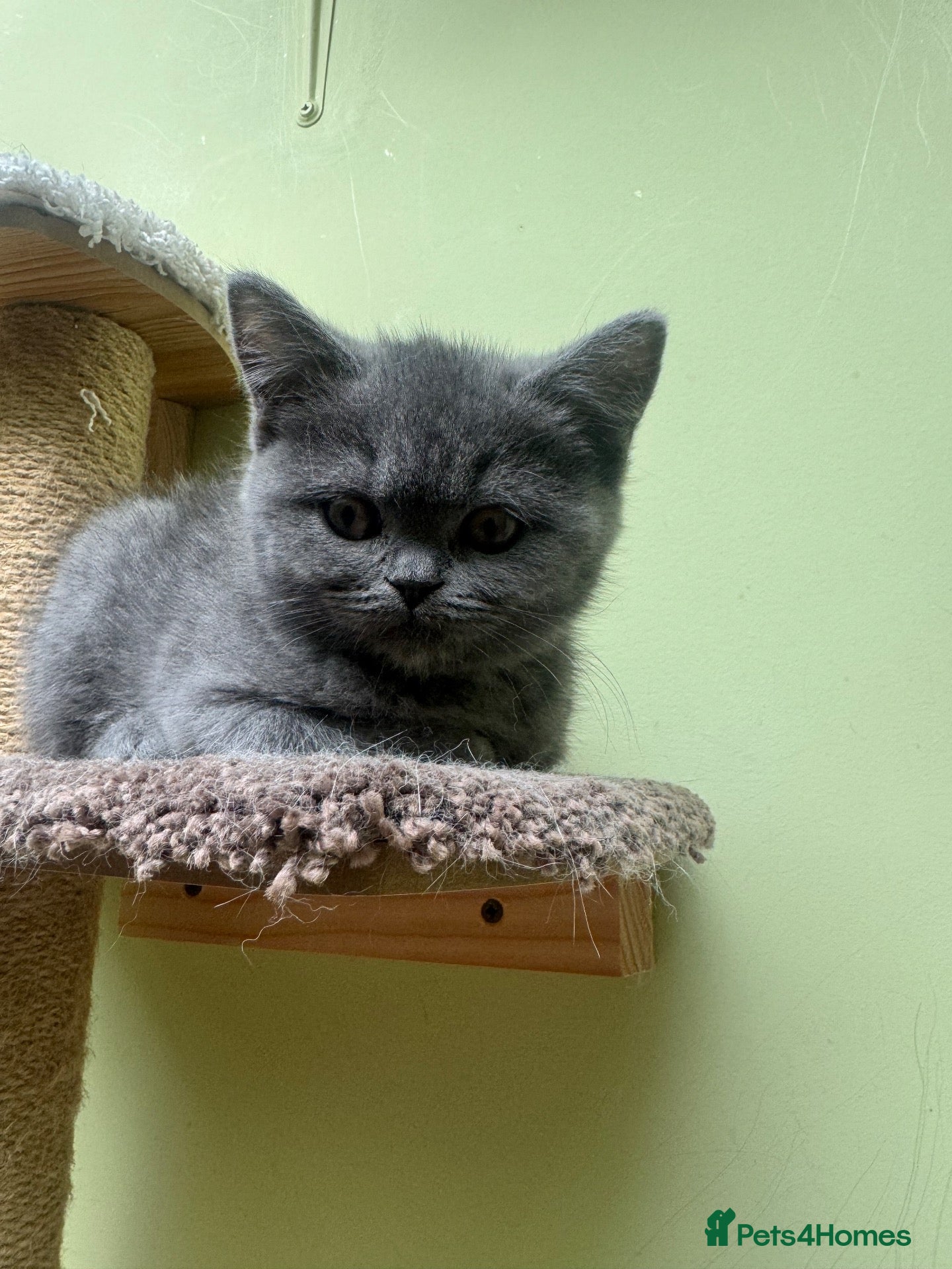 British Shorthair cats for sale: L@@k Reduced!!! ready  BSH / Scottish striaghts - Advert 2