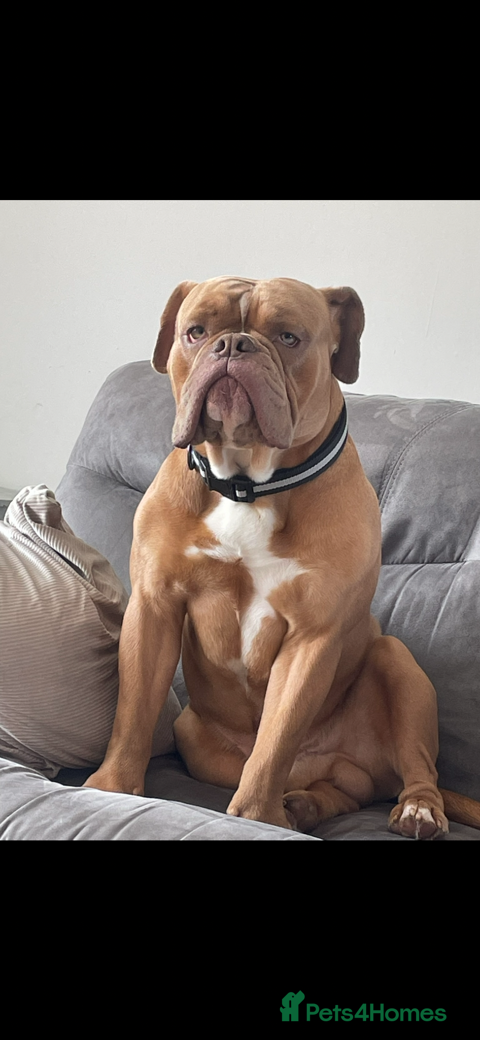 Old Tyme Bulldog dogs for sale: Old Tyme Bulldog  Looking for a Loving New Home - Advert 1