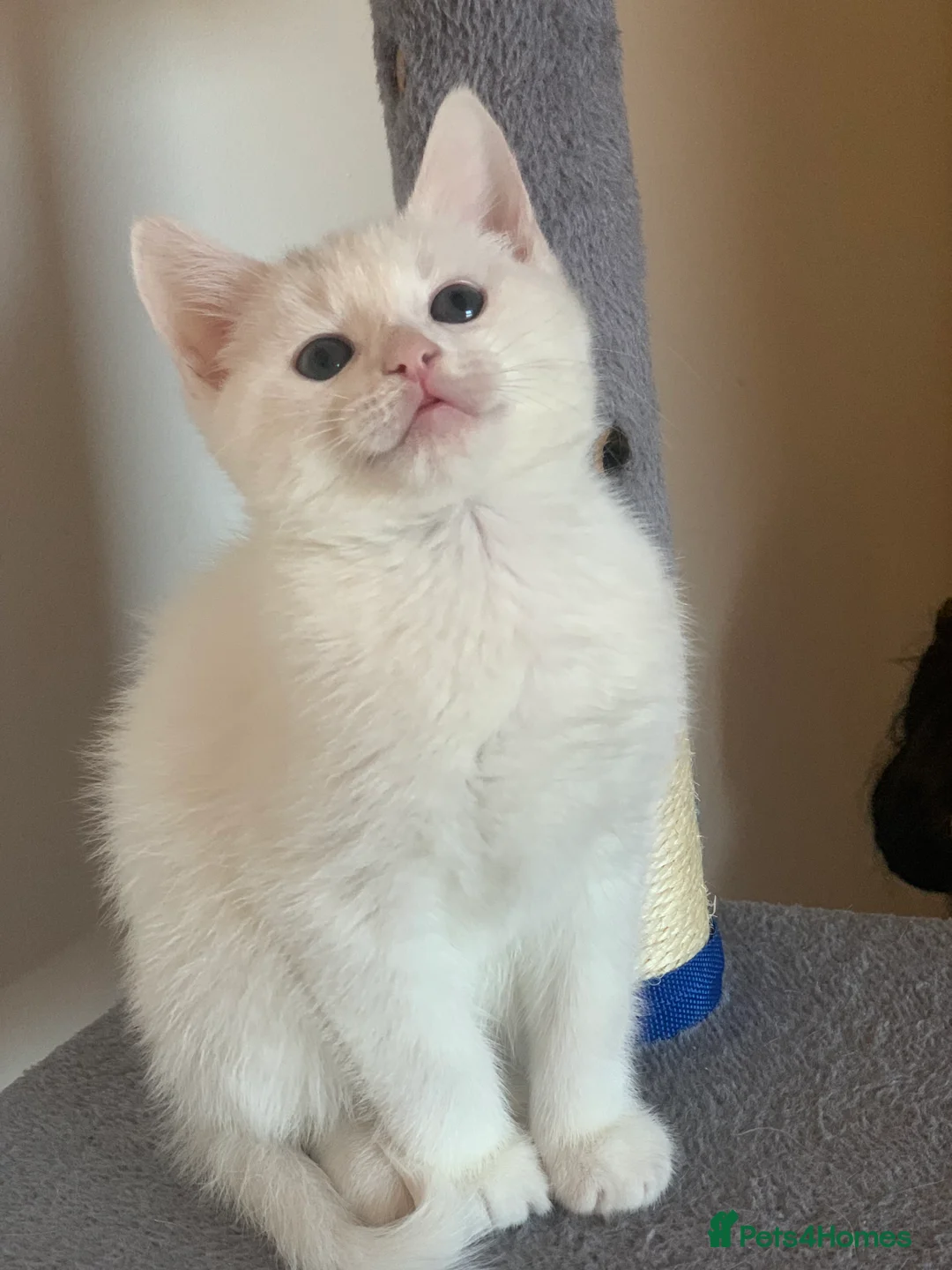 British Shorthair cats for sale: Ragdoll/BSH and Domestic mixed kittens - Advert 6