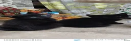 British Shorthair cats for sale: Beautifull kittens  - Advert 4