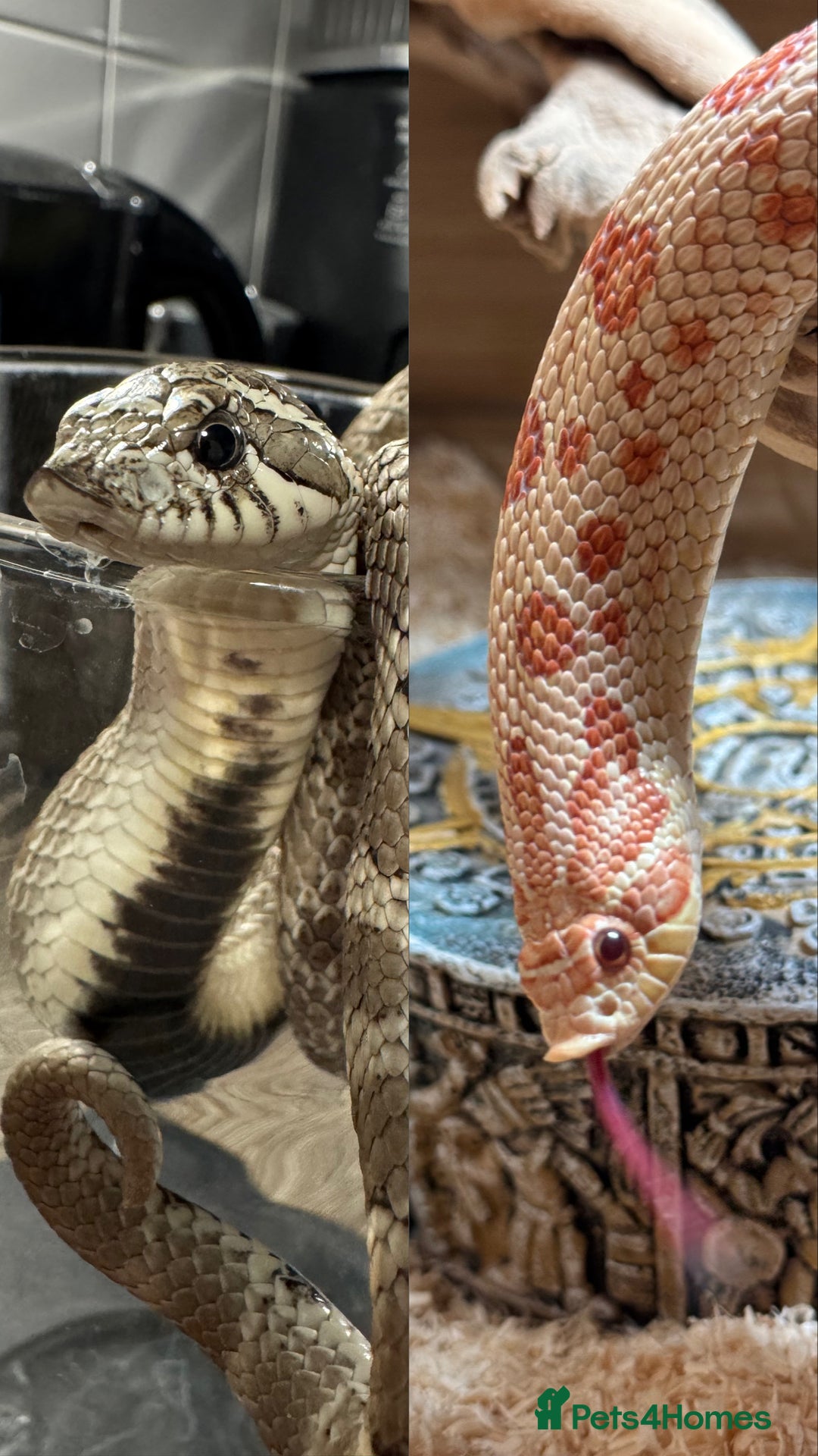 Snake reptiles for sale: Female Western Hognose cb20 in Salisbury - Image 7