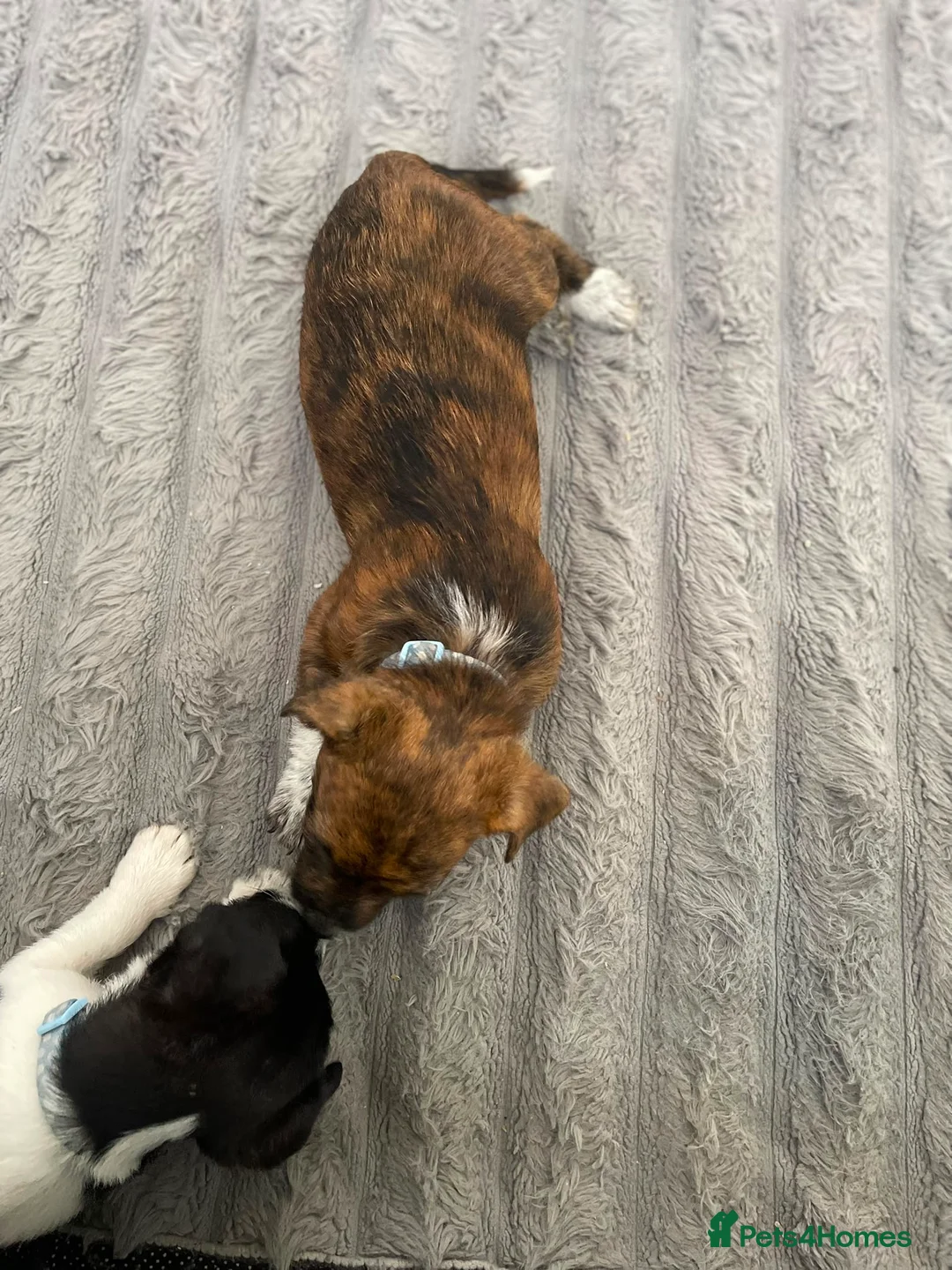 Patterdale Terrier dogs for sale: Patterdale terrier - Advert 8