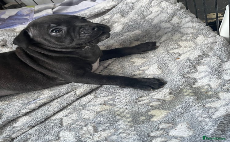 Staffordshire Bull Terrier dogs - Advert 6