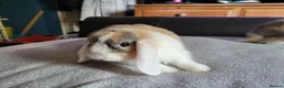 Mini Lop rabbits for sale: Adorable Mini Lops - Advert 3