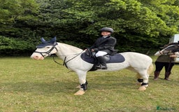 Other Breed horses for sale: Amazing pony club pony  - Image 1