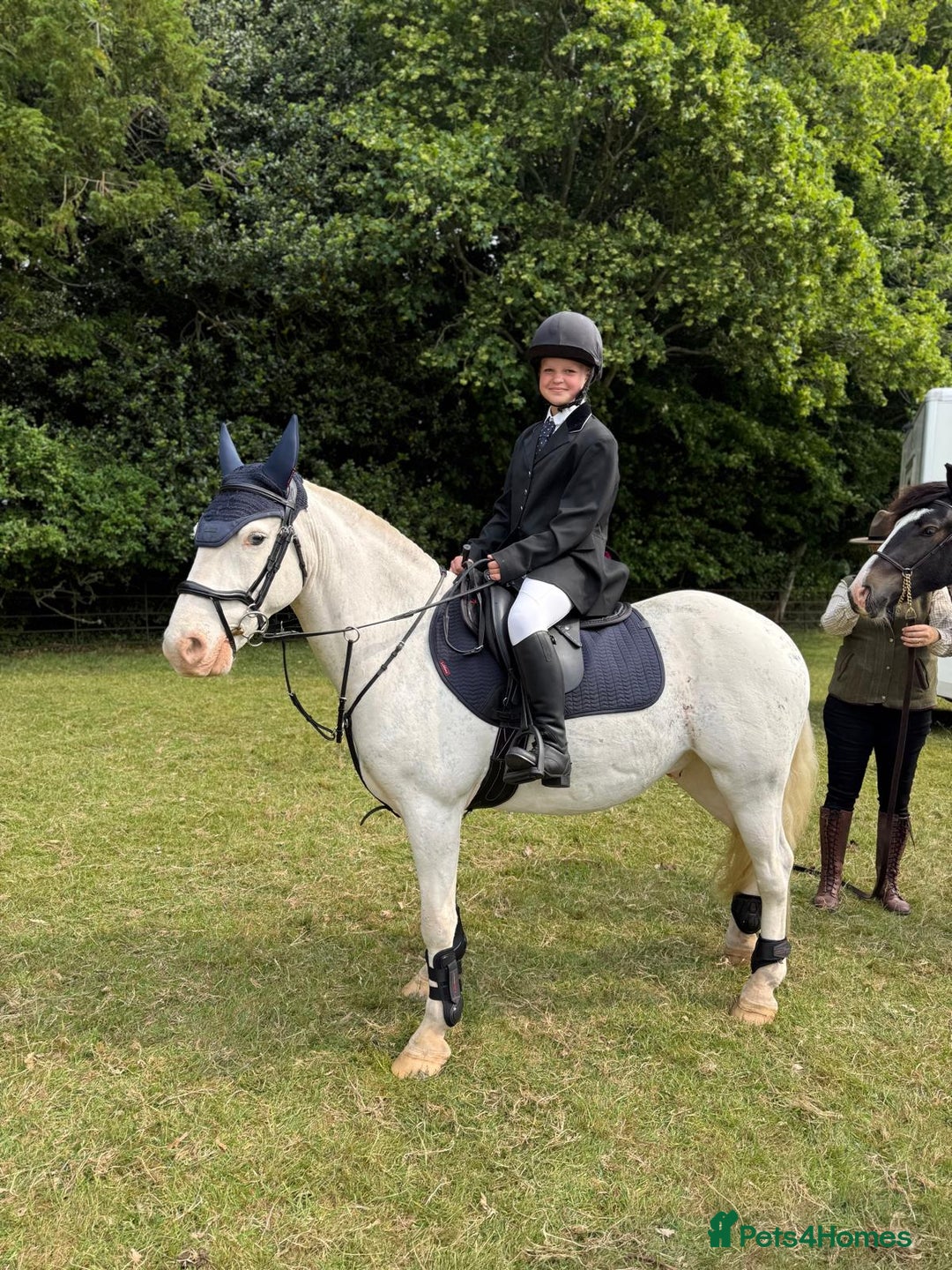Other Breed horses for sale: Amazing pony club pony  - Image 1
