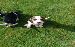 Beagle dogs for sale: Beagle pups for sale - Image 5