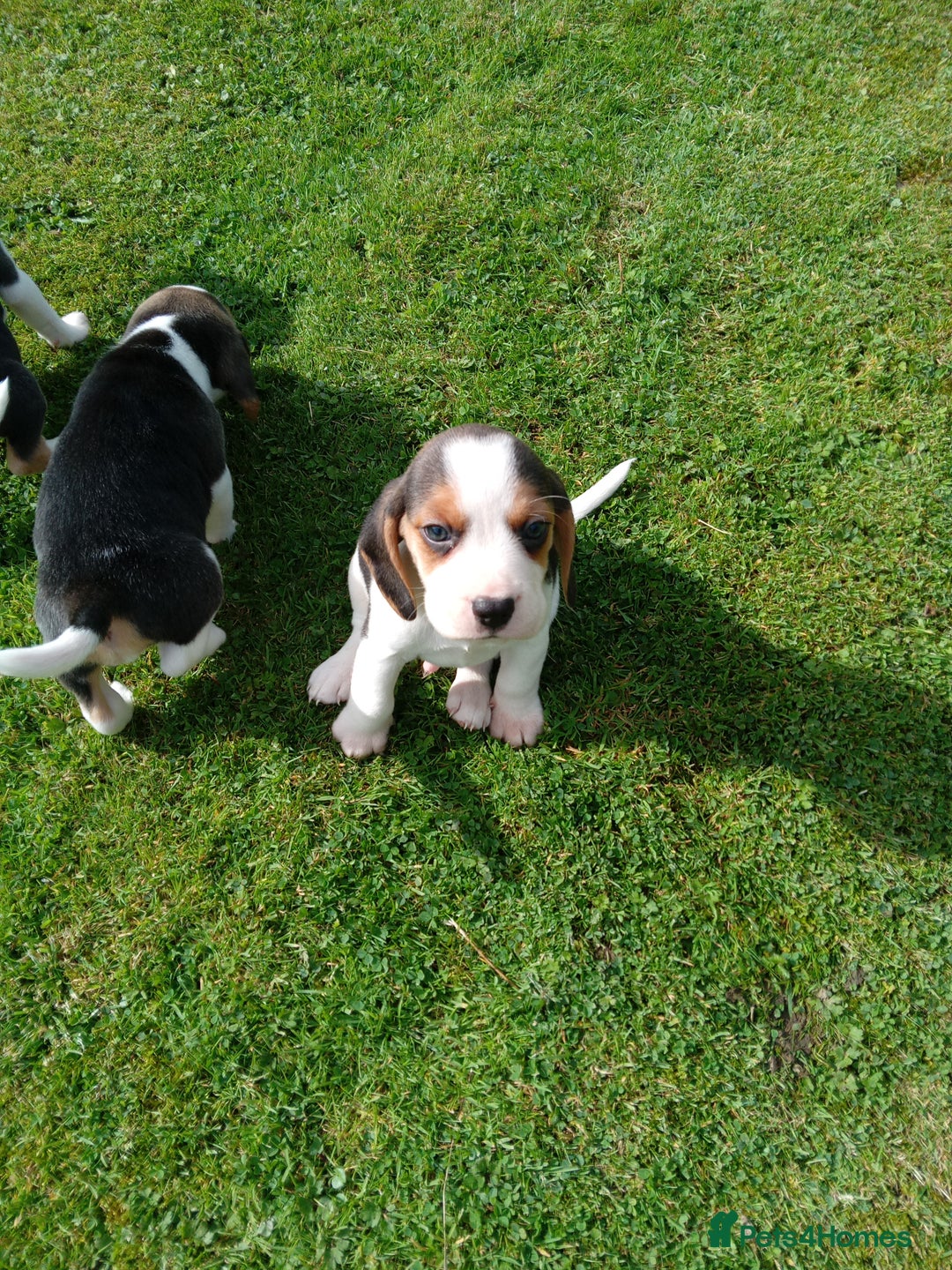 Beagle dogs for sale: Beagle pups for sale - Image 5