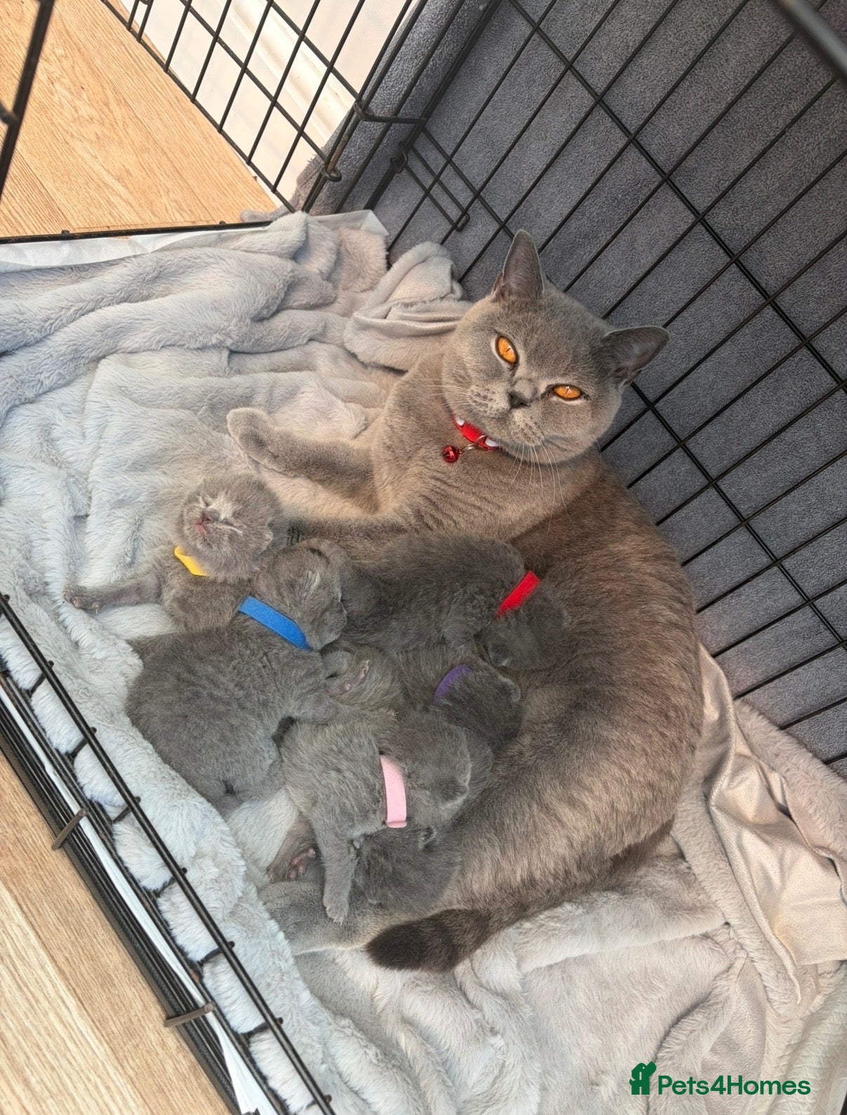 British Shorthair cats 5 generation GCCF BSH active queen⭐️⭐️ - Advert 1