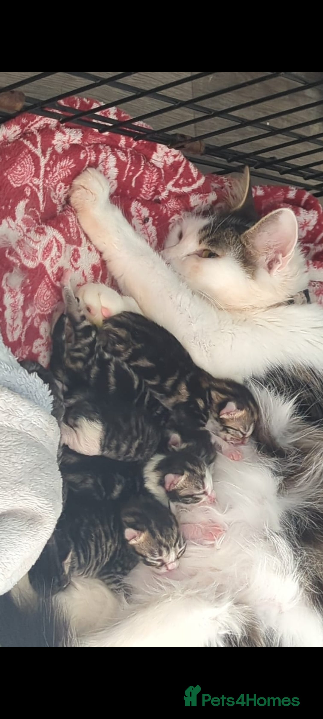 Mixed Breed cats for sale: Beautiful loving,kittens - Image 11