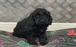 Cockapoo dogs for sale: F1 Cockapoo puppies for sale  - Image 14