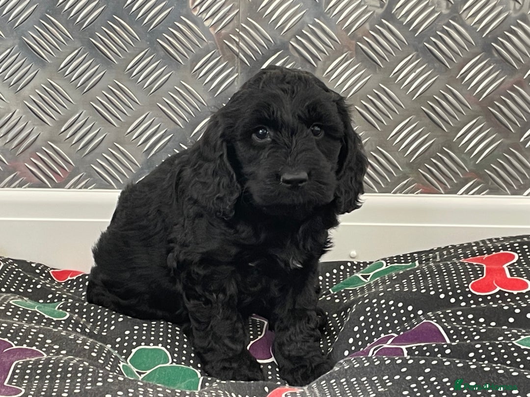 Cockapoo dogs for sale: F1 Cockapoo puppies for sale  - Image 14