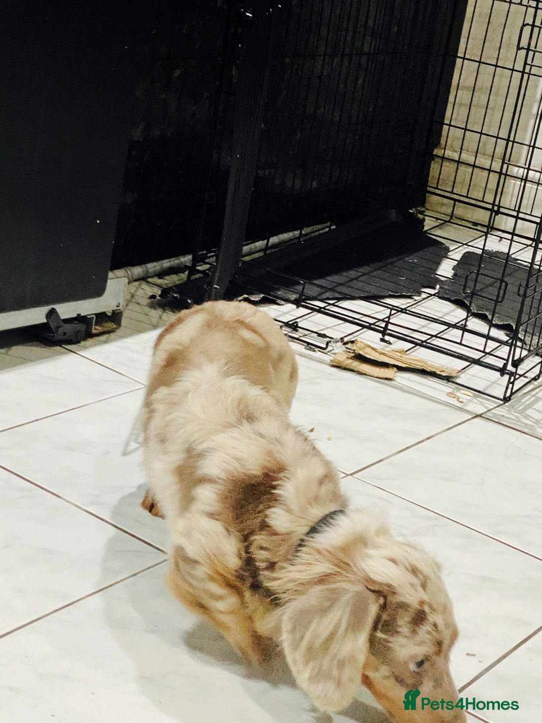 Miniature Dachshund dogs for stud: 🏆PEREZ’ CHAMPION STUD🏆  - Image 2